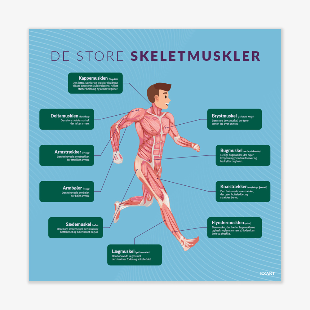 Design med de store skeletmuskler til biologilokalet