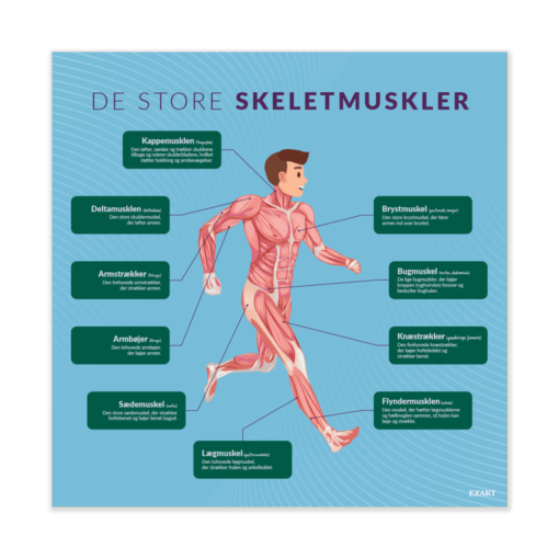 Design med de store skeletmuskler til biologilokalet