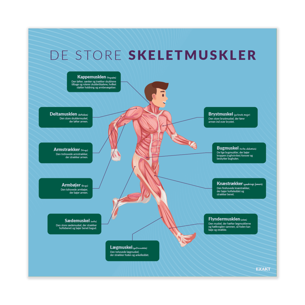 Design med de store skeletmuskler til biologilokalet
