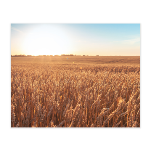 Akustikbillede med motiv af en mark