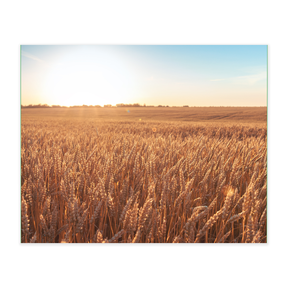 Akustikbillede med motiv af en mark