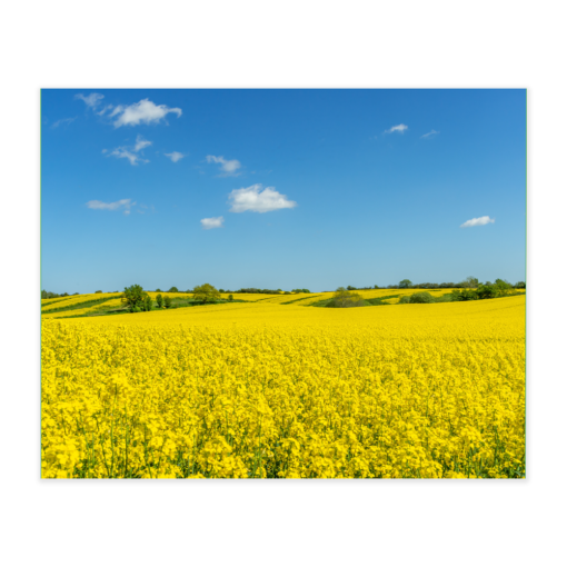 Akustikbillede med motiv af en mark