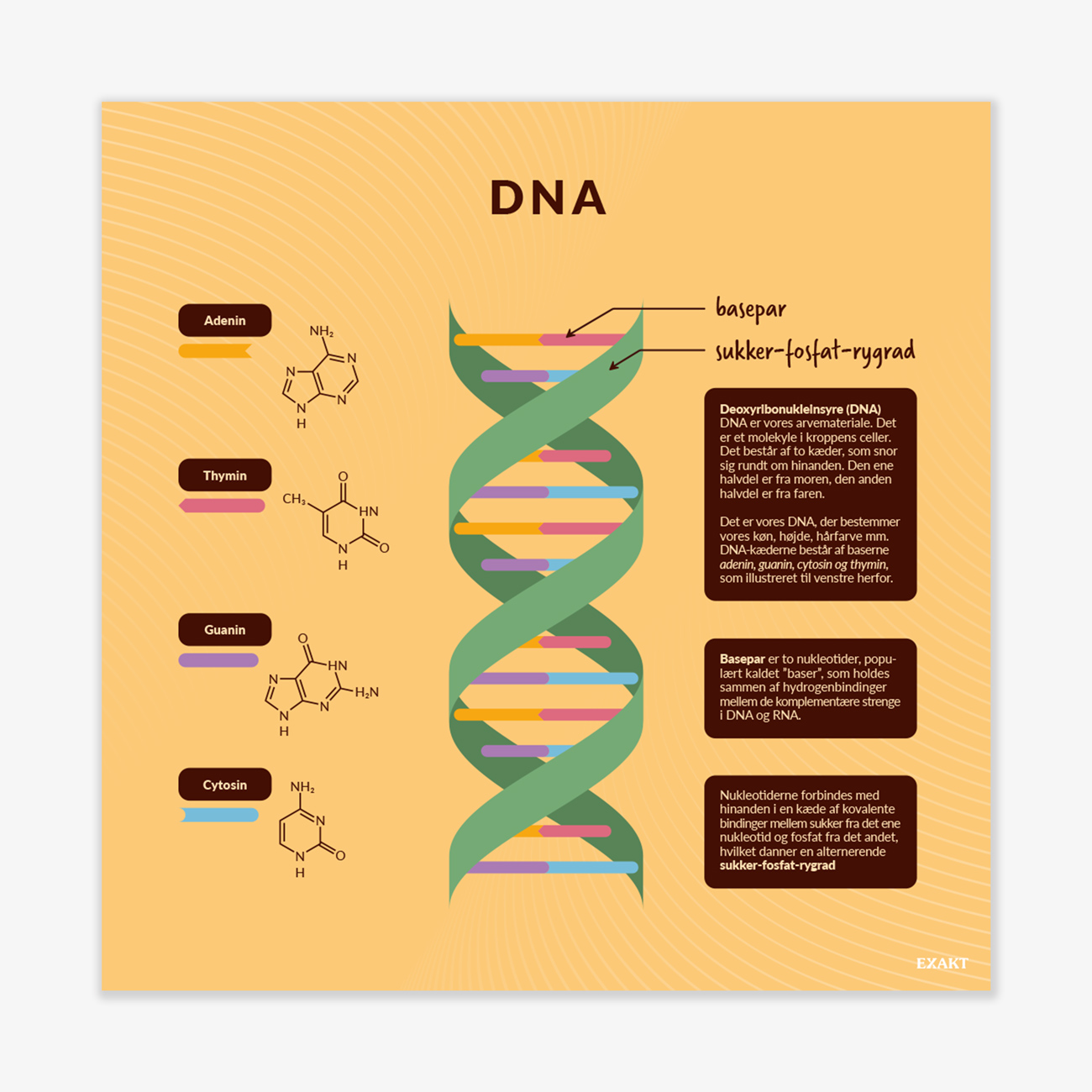 Design med DNA til grundskolen