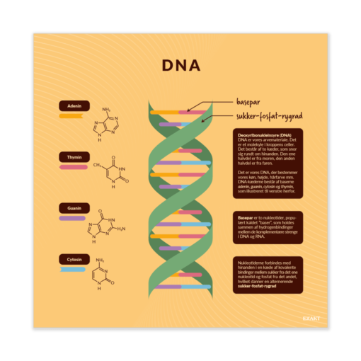 Design med DNA til grundskolen
