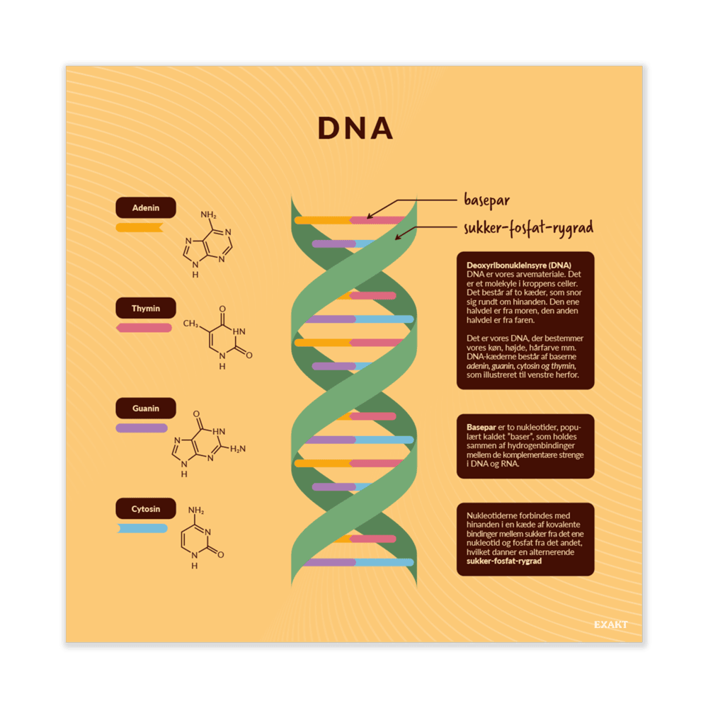 Design med DNA til grundskolen