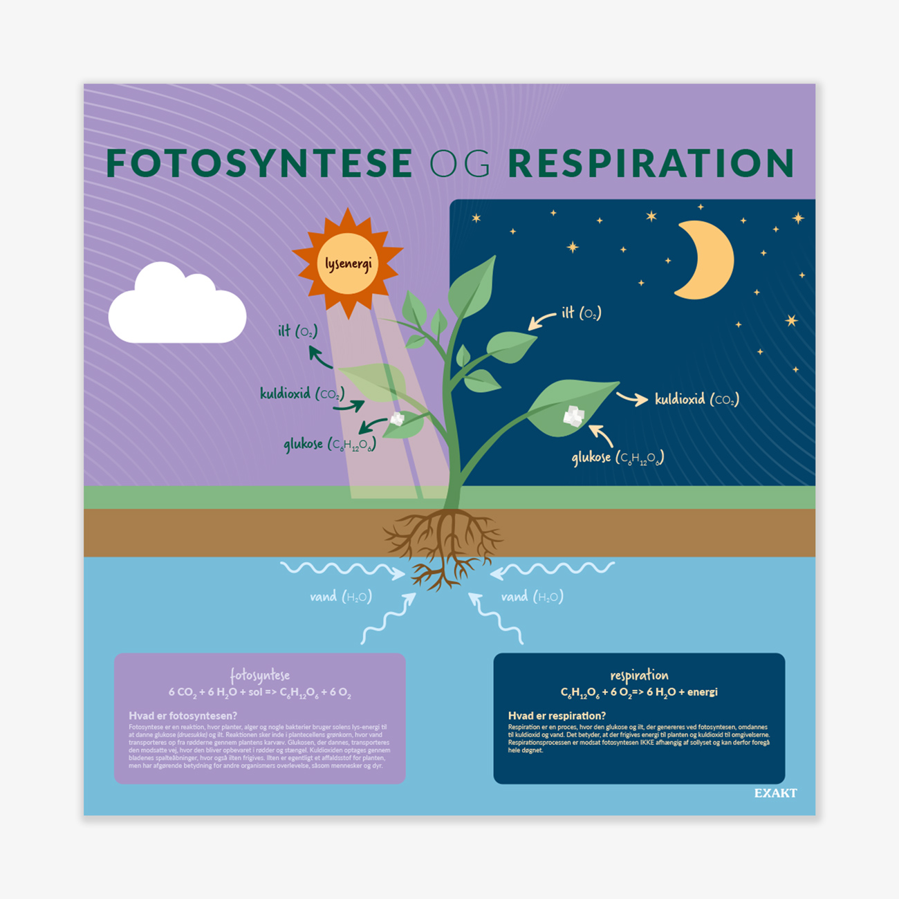 Design med fotosyntese og respiration til grundskolen