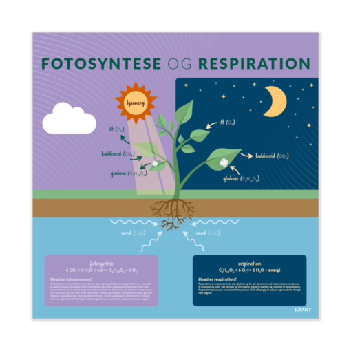 Design med fotosyntese og respiration til grundskolen
