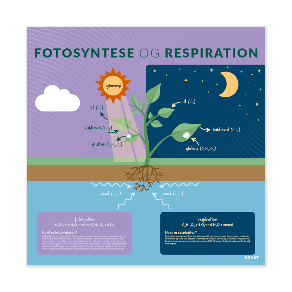 Design med fotosyntese og respiration til grundskolen