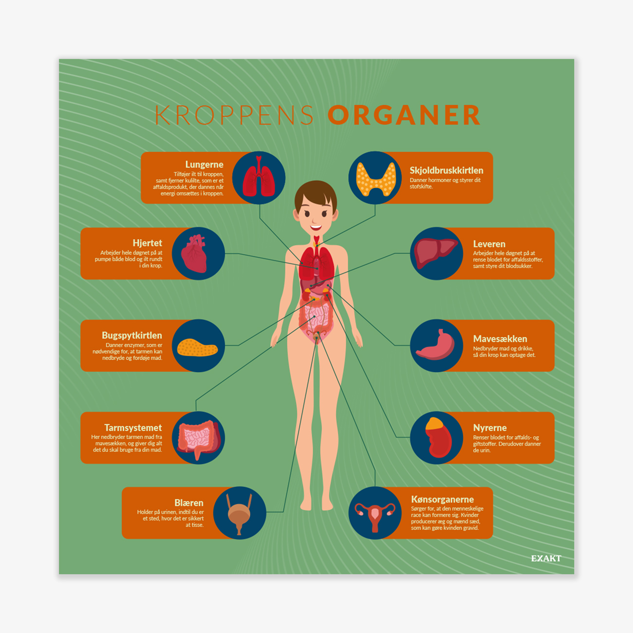 Design med kroppens organer til grundskolen