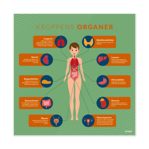 Design med kroppens organer til grundskolen