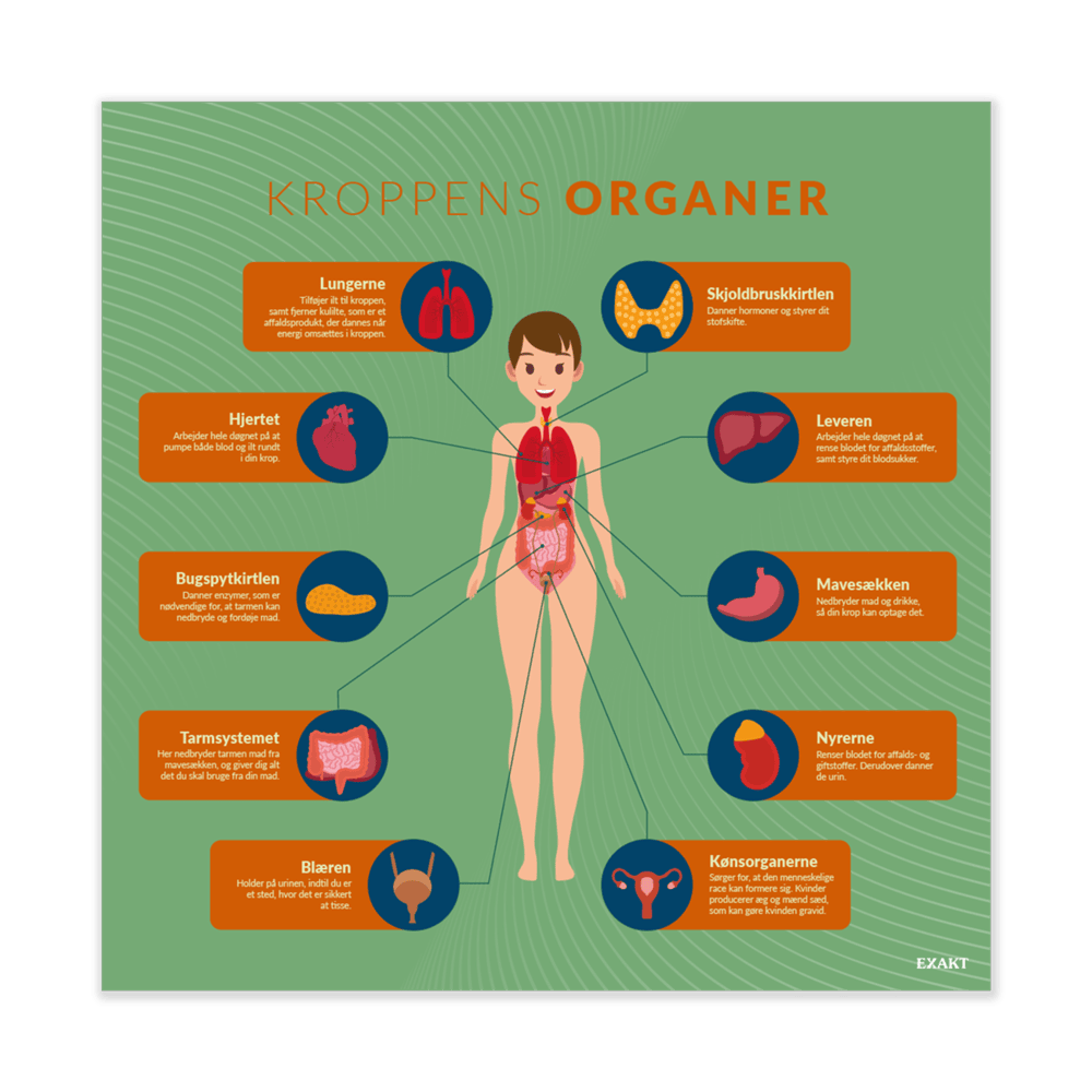 Design med kroppens organer til grundskolen