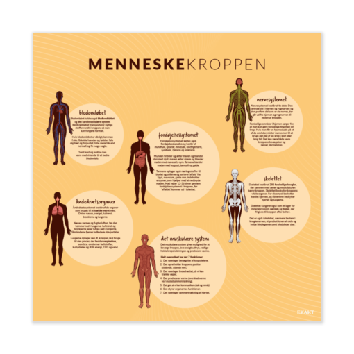 Design med menneskekroppen til biologilokalet