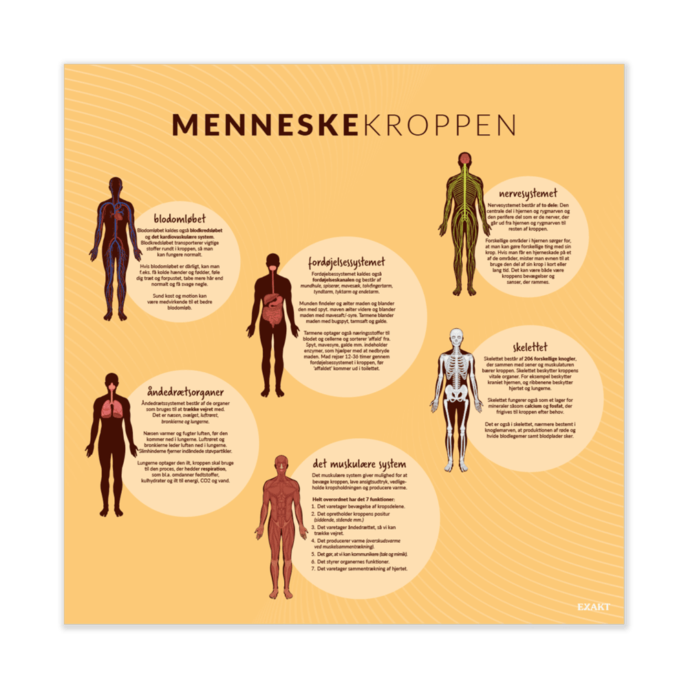 Design med menneskekroppen til biologilokalet