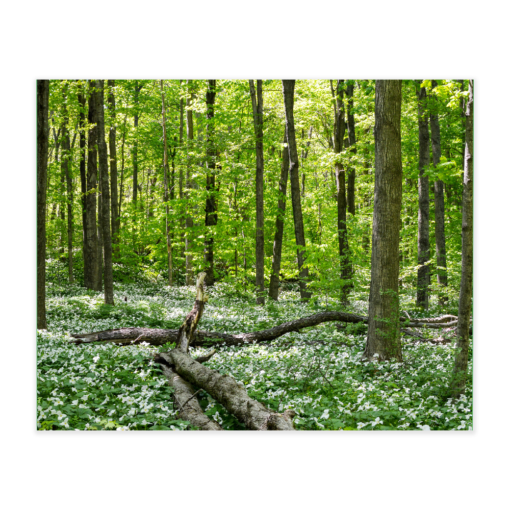 Akustikbillede med motiv af skovområde