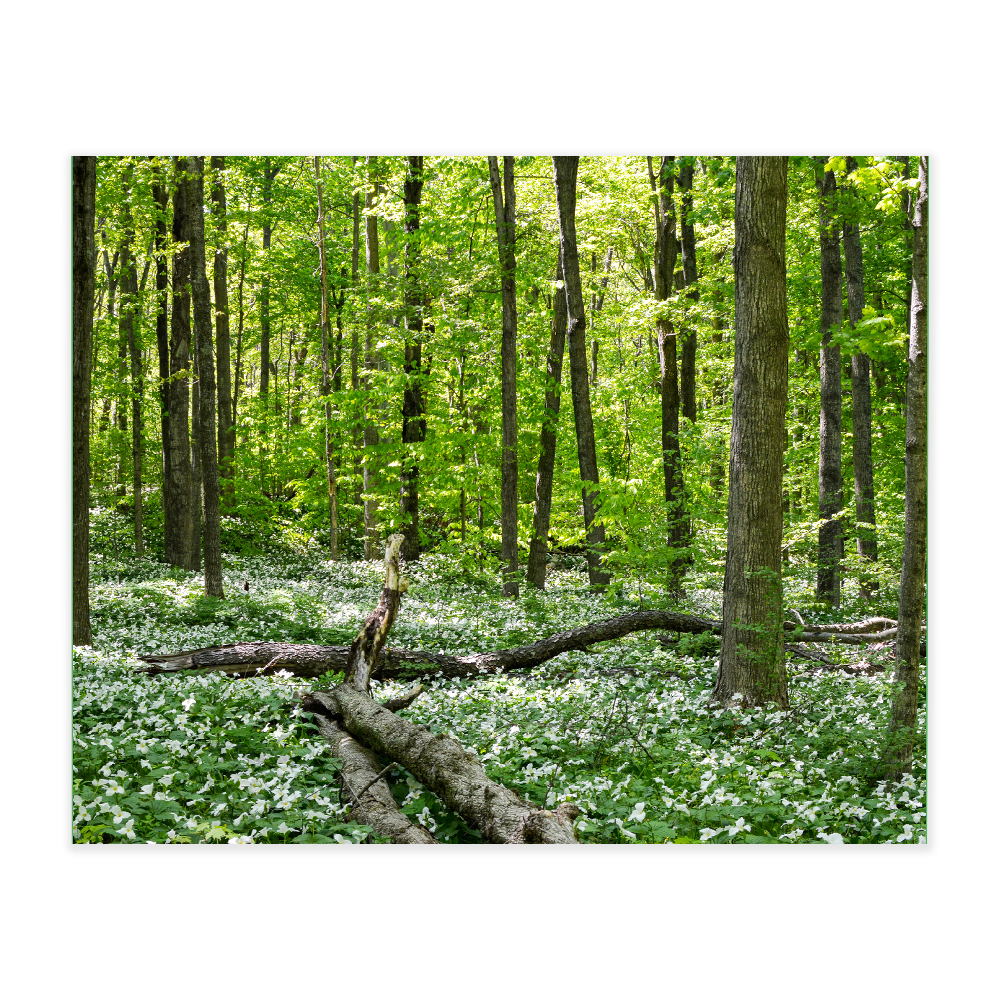Akustikbillede med motiv af skovområde
