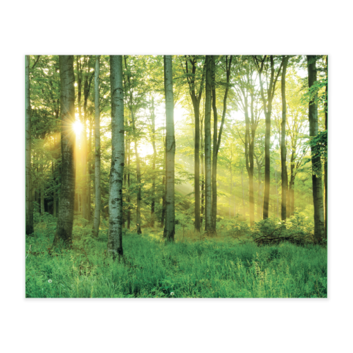 Akustikbillede med motiv af skovområde