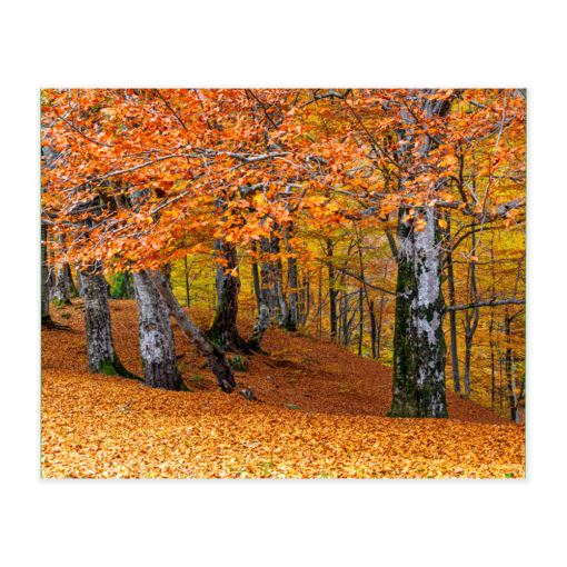 Akustikbillede med motiv af skovområde