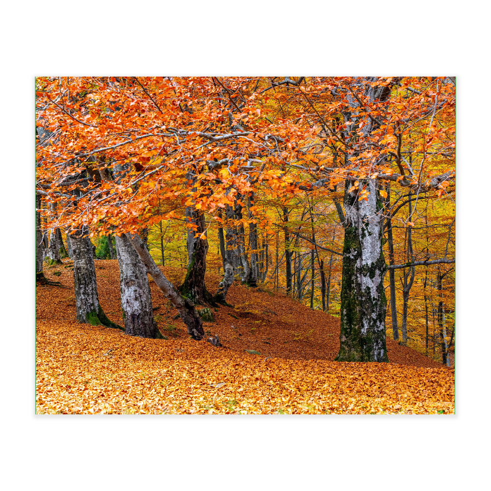 Akustikbillede med motiv af skovområde