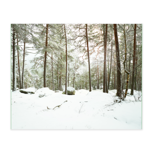 Akustikbillede med motiv af skovområde