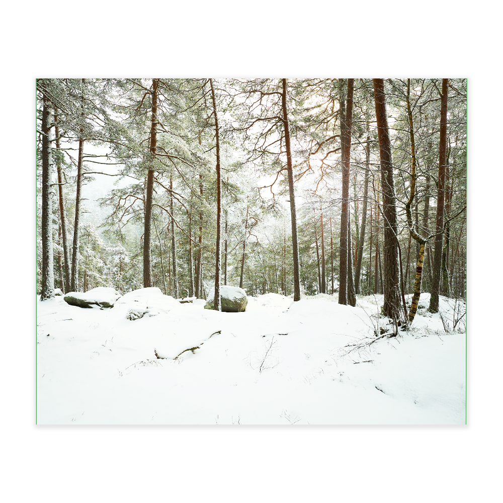 Akustikbillede med motiv af skovområde