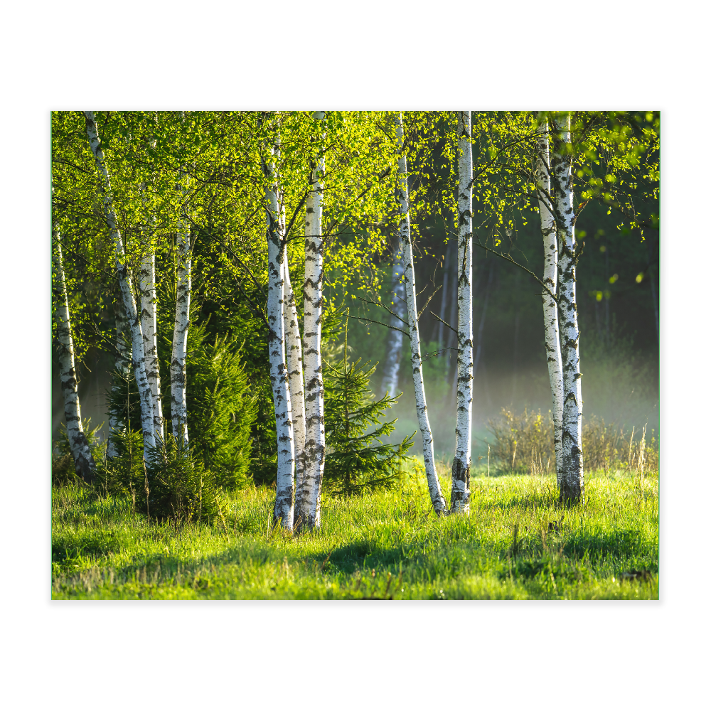 Akustikbillede med motiv af skovområde