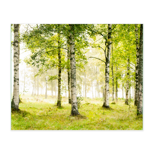 Akustikbillede med motiv af skovområde