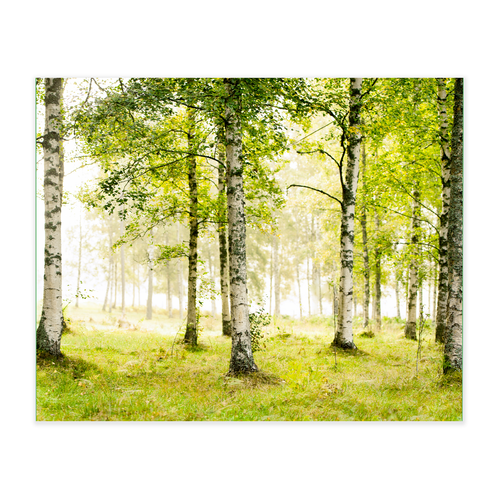 Akustikbillede med motiv af skovområde