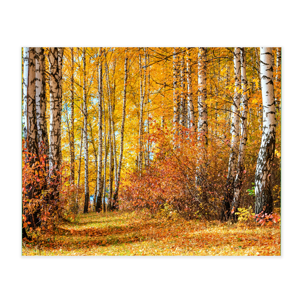 Akustikbillede med motiv af skovområde