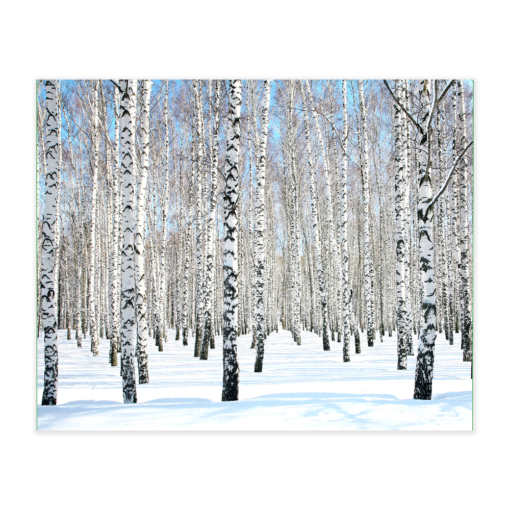 Akustikbillede med motiv af skovområde