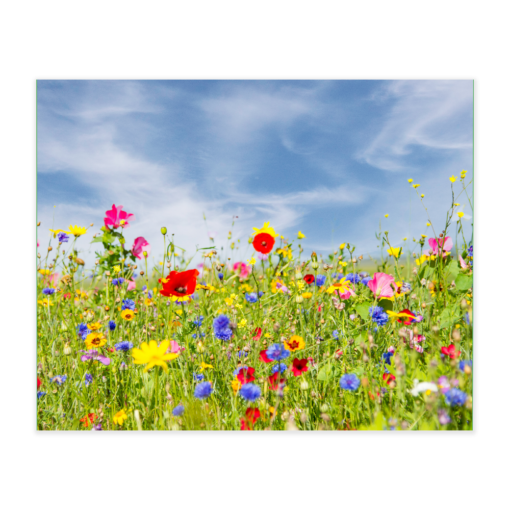 Akustikbillede med motiv af vilde blomster