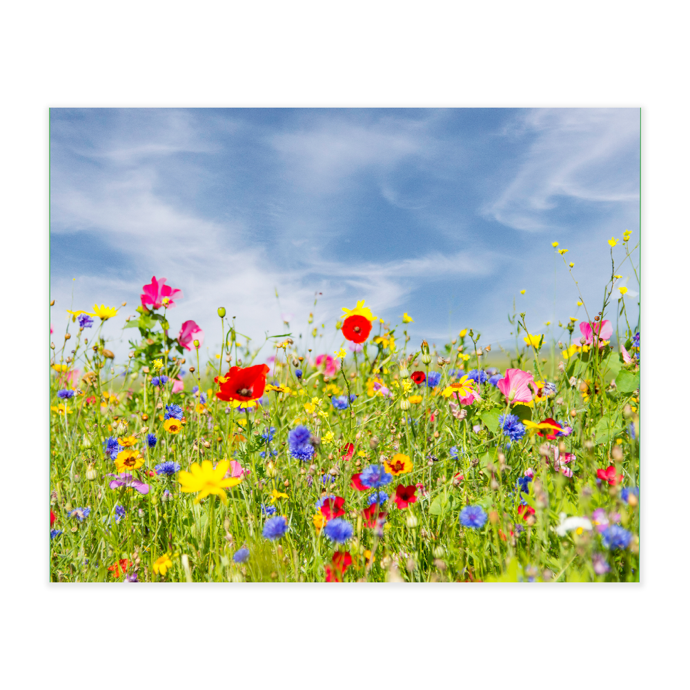 Akustikbillede med motiv af vilde blomster