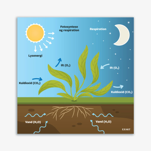 Lærerig vægplade med fotosyntese og respiration