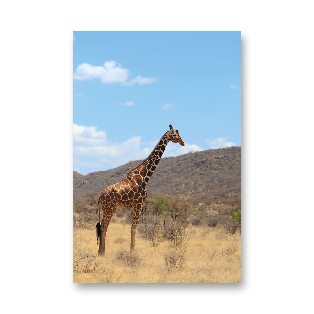 Giraf001