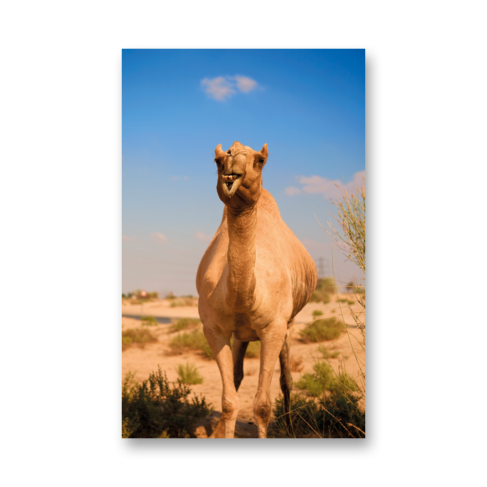 Kamel001