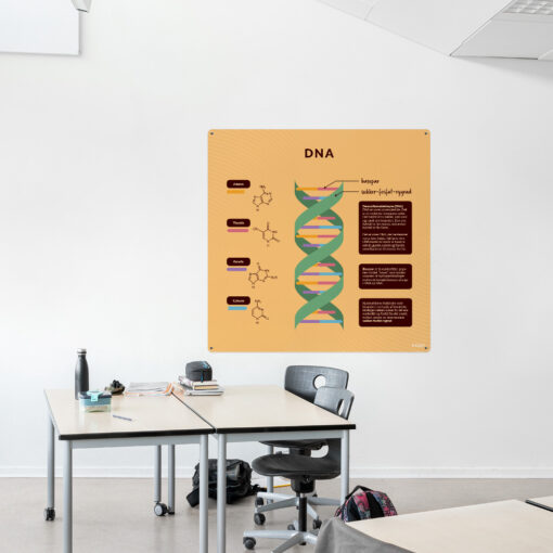 Læringsplade med DNA til klasselokale