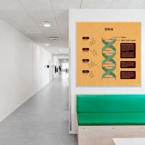 Læringsplade i træfiner med DNA til klasselokale