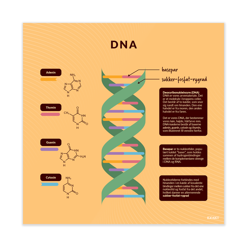 DNA