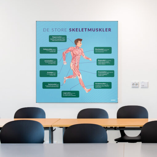 Akustik med DeStoreSkeletmuskler i klasselokale