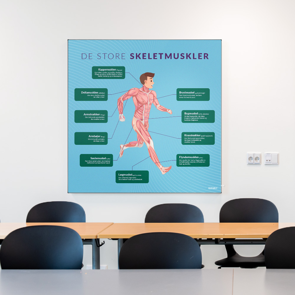 Akustik med DeStoreSkeletmuskler i klasselokale