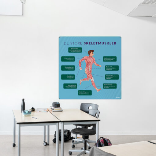 Læringsplade med DeStoreSkeletmuskler i klasselokale