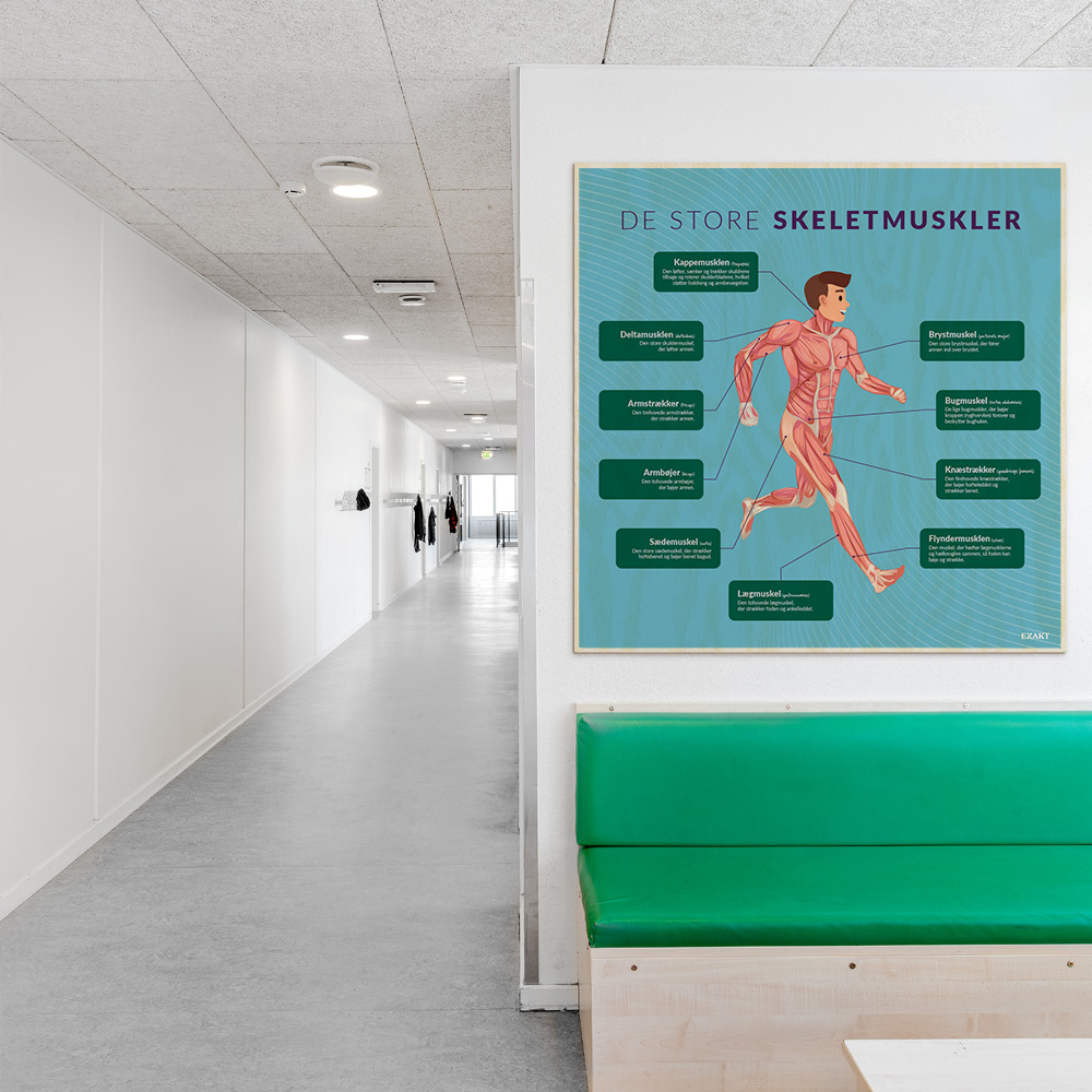 Læringsplade i træfiner med DeStoreSkeletmuskler i klasselokale