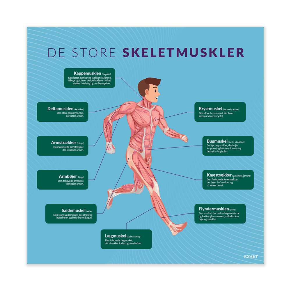 DeStoreSkeletmuskler