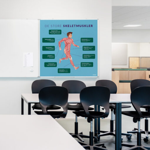 Whiteboard med DeStoreSkeletmuskler i klasselokale