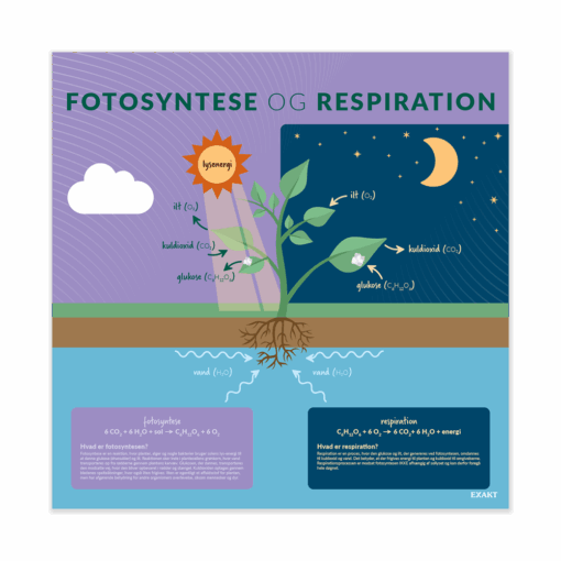 FotosynteseRespiration
