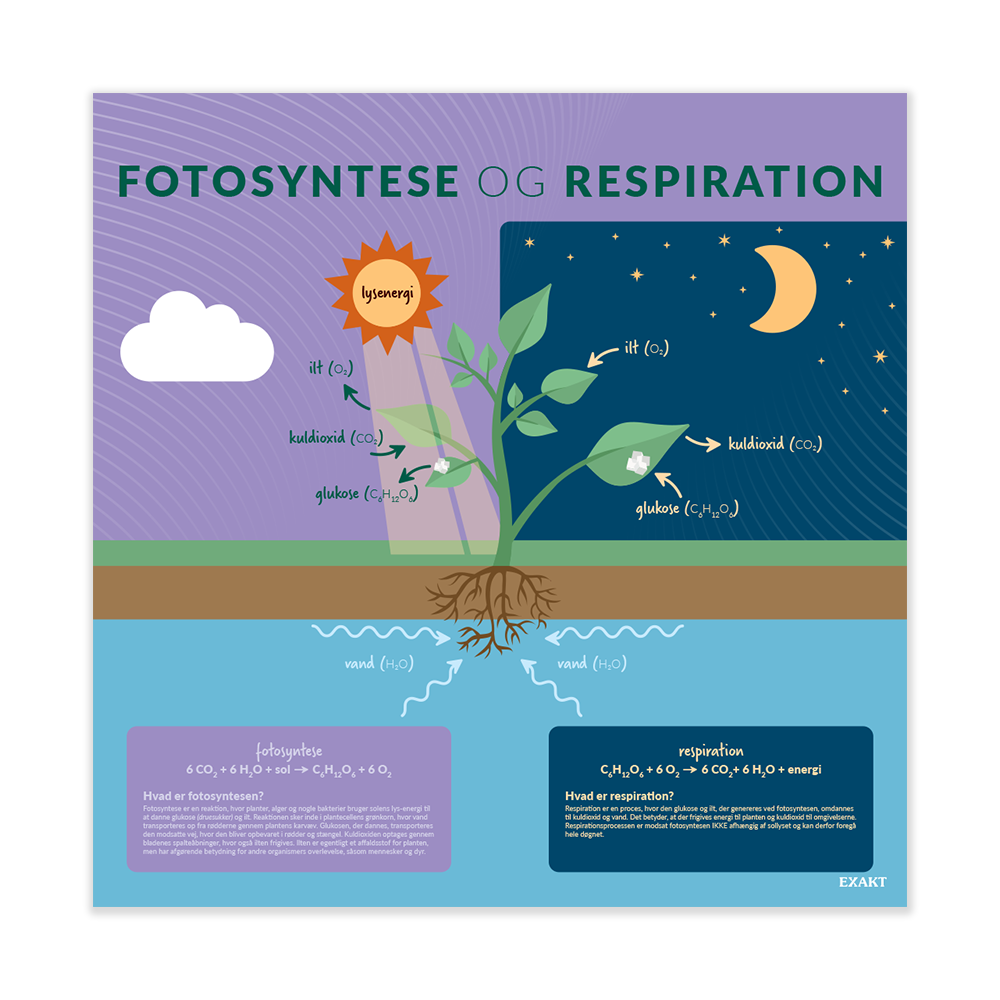 FotosynteseRespiration