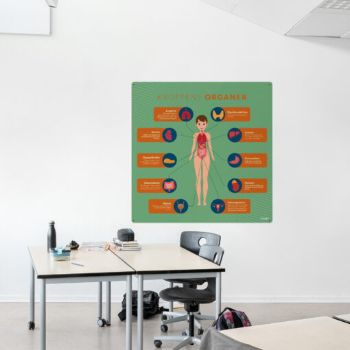 Læringsplade med KroppensOrganer i klasselokale