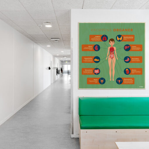 Læringsplade i træfiner med KroppensOrganer i klasselokale