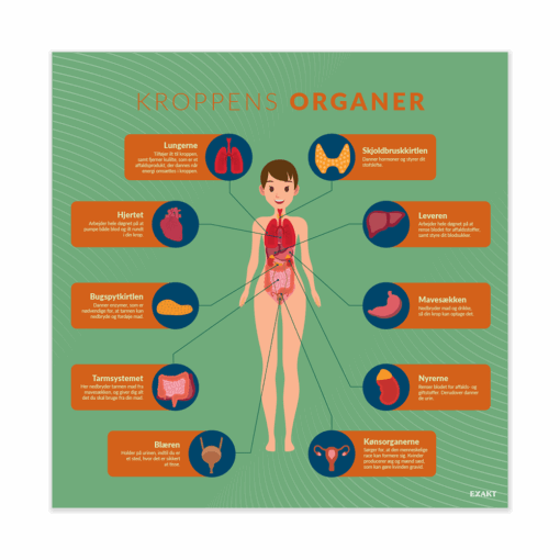 KroppensOrganer