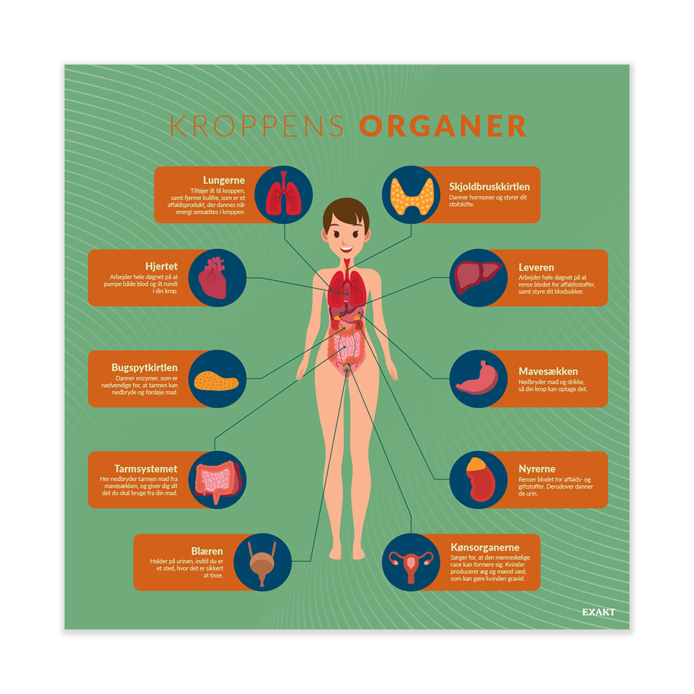 KroppensOrganer