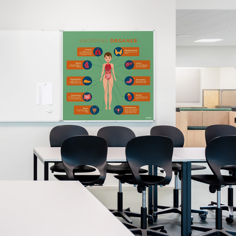 Whiteboard med KroppensOrganer i klasselokale